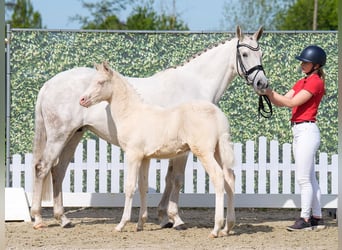 Westphalian, Mare, , Can be white