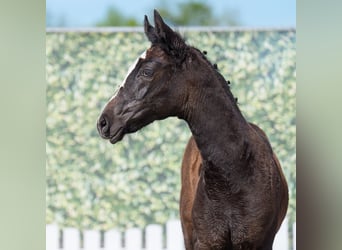 Westphalian, Mare, , Can be white
