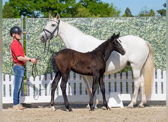 Westphalian, Mare, , Can be white