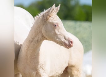 Westphalian, Mare, , Can be white