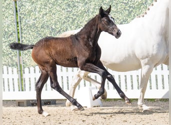 Westphalian, Mare, , Can be white