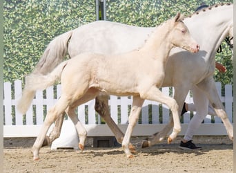 Westphalian, Mare, , Can be white