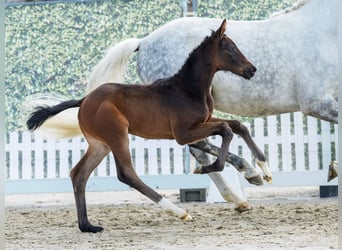 Westphalian, Mare, Foal (02/2026), Can be white