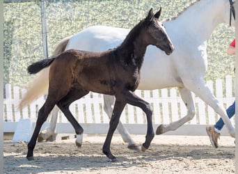 Westphalian, Mare, , Can be white