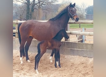 Westphalian, Mare, Foal (03/2024), Can be white