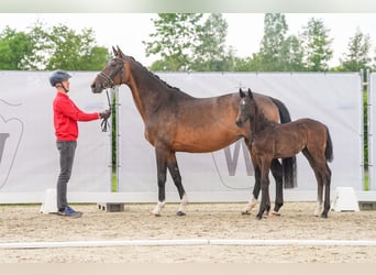 Westphalian, Mare, Foal (03/2024), Can be white