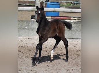 Westphalian, Mare, Foal (03/2024), Can be white