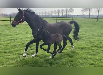 Westphalian, Mare, Foal (03/2024), Can be white