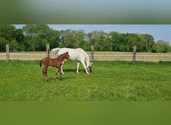 Westphalian, Mare, Foal (04/2025), Can be white