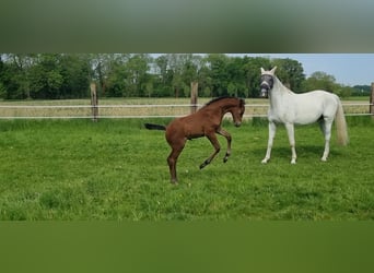 Westphalian, Mare, Foal (04/2025), Can be white