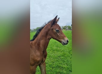 Westphalian, Mare, , Can be white