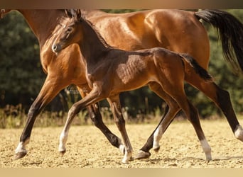 Westphalian, Mare, Foal (05/2025), Can be white