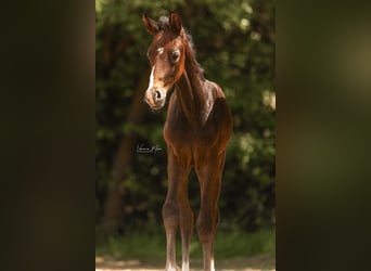 Westphalian, Mare, Foal (05/2025), Can be white