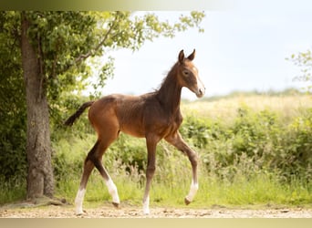Westphalian, Mare, Foal (05/2025), Can be white