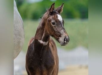 Westphalian, Mare, Foal (05/2026), Can be white