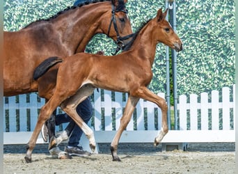 Westphalian, Mare, , Can be white