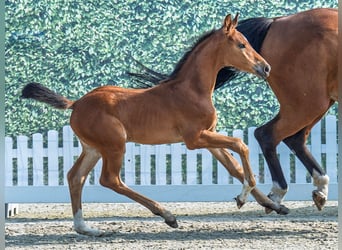Westphalian, Mare, , Can be white