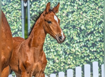 Westphalian, Mare, , Can be white