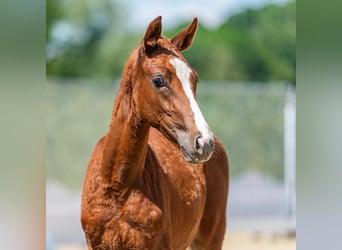 Westphalian, Mare, Foal (03/2026), Can be white