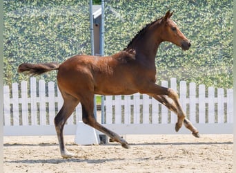Westphalian, Mare, Foal (04/2026), Can be white