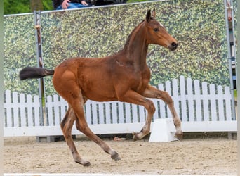 Westphalian, Mare, Foal (03/2026), Can be white