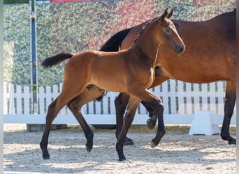 Westphalian, Mare, Foal (05/2026), Can be white