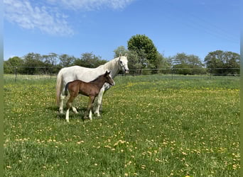 Westphalian, Mare, , Can be white