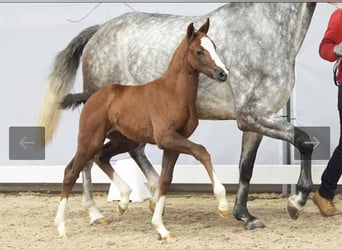 Westphalian, Mare, Foal (02/2024), Can be white