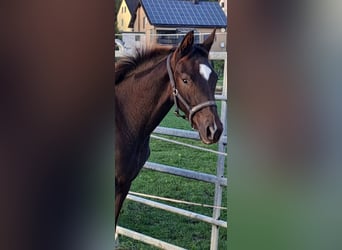 Westphalian, Mare, Foal (04/2024), Chestnut