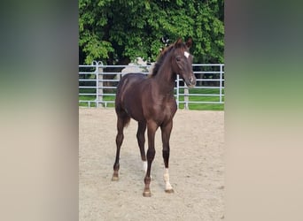 Westphalian, Mare, Foal (04/2024), Chestnut