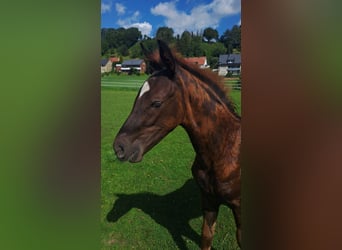 Westphalian, Mare, Foal (04/2024), Chestnut