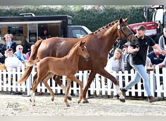 Westphalian, Mare, , Chestnut