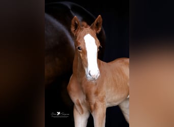 Westphalian, Mare, Foal (05/2025), Chestnut