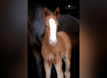 Westphalian, Mare, Foal (05/2025), Chestnut