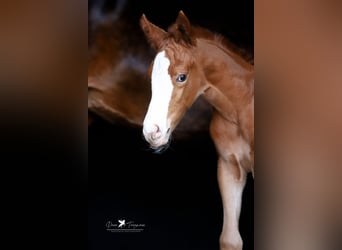 Westphalian, Mare, Foal (05/2025), Chestnut