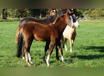Westphalian, Mare, Foal (05/2025), Chestnut
