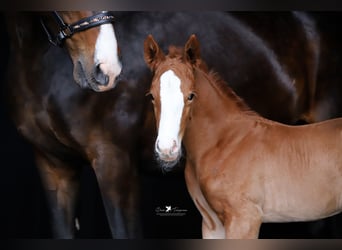 Westphalian, Mare, , Chestnut