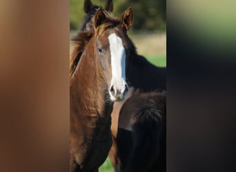 Westphalian, Mare, Foal (04/2025), Chestnut