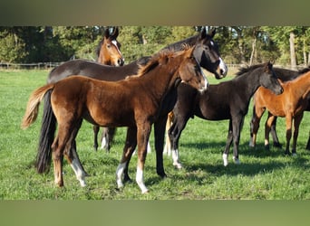 Westphalian, Mare, Foal (04/2025), Chestnut