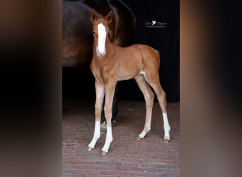 Westphalian, Mare, , Chestnut