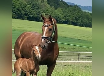 Westphalian, Mare, Foal (05/2024), Chestnut