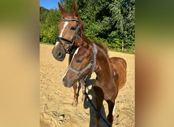 Westphalian, Mare, Foal (05/2024), Chestnut