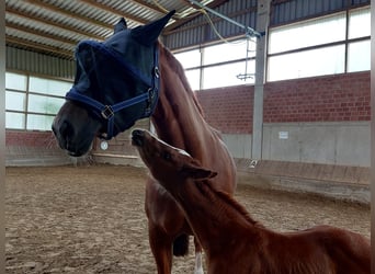 Westphalian, Mare, Foal (05/2024), Chestnut