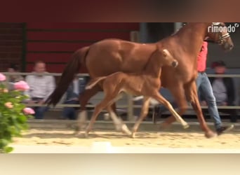 Westphalian, Mare, Foal (05/2024), Chestnut