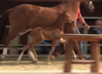 Westphalian, Mare, Foal (05/2024), Chestnut