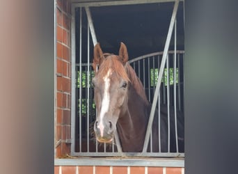 Westphalian, Mare, Foal (05/2024), Chestnut