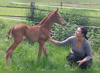 Westphalian, Mare, Foal (05/2024), Chestnut