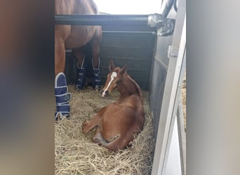 Westphalian, Mare, Foal (05/2024), Chestnut