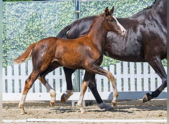 Westphalian, Mare, Foal (05/2026), Chestnut
