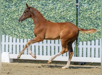 Westphalian, Mare, Foal (03/2026), Chestnut